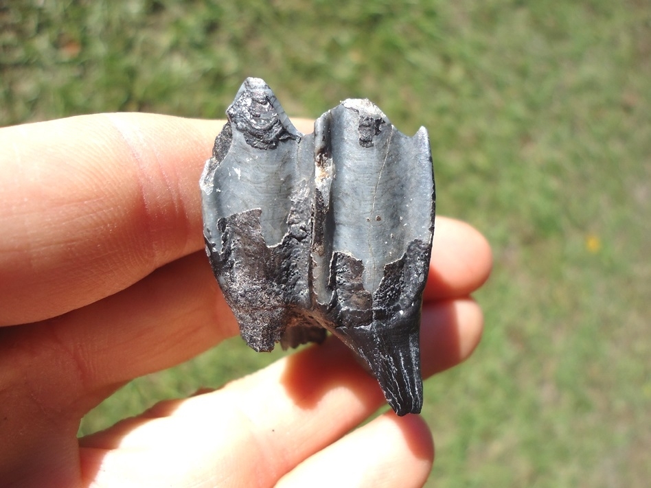 Large image 1 Excellent Llama Tooth from Leisey Shell Pit