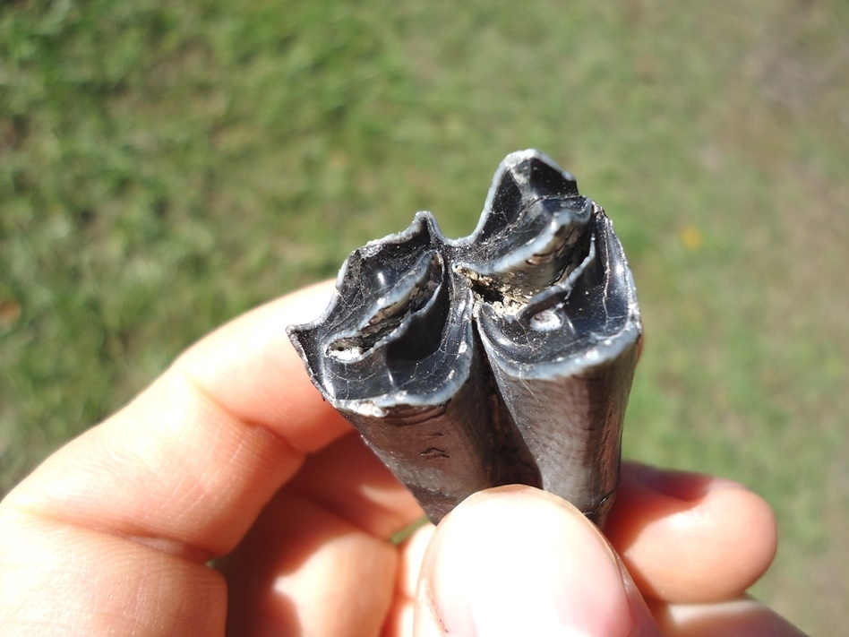 Large image 2 Excellent Llama Tooth from Leisey Shell Pit