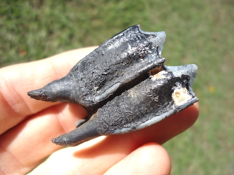 Large image 5 Immaculate Llama Molar from Leisey Shell Pit