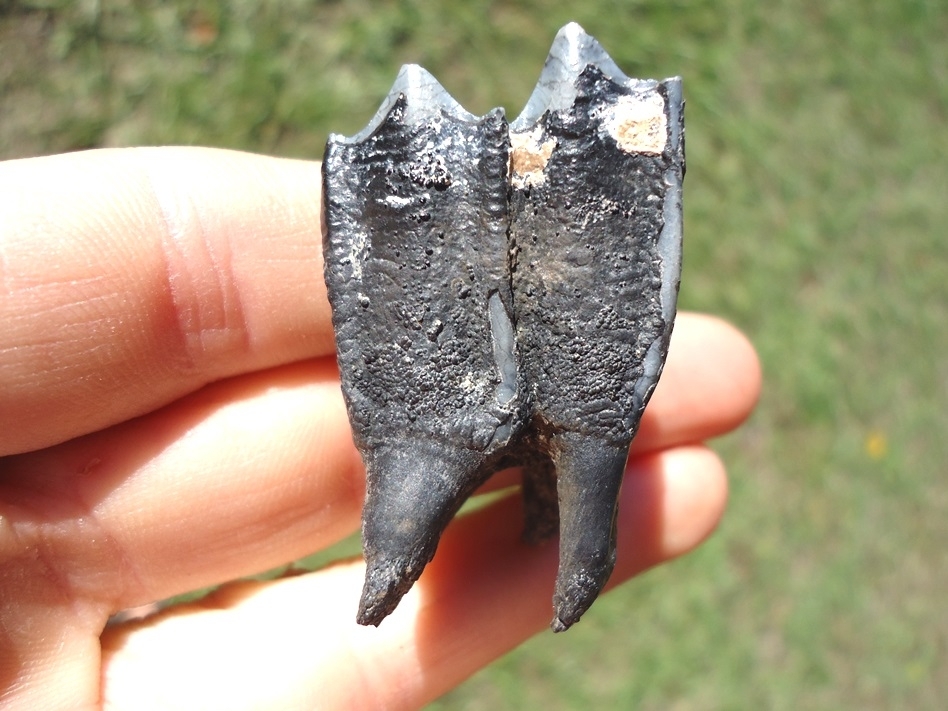 Large image 1 Immaculate Llama Molar from Leisey Shell Pit