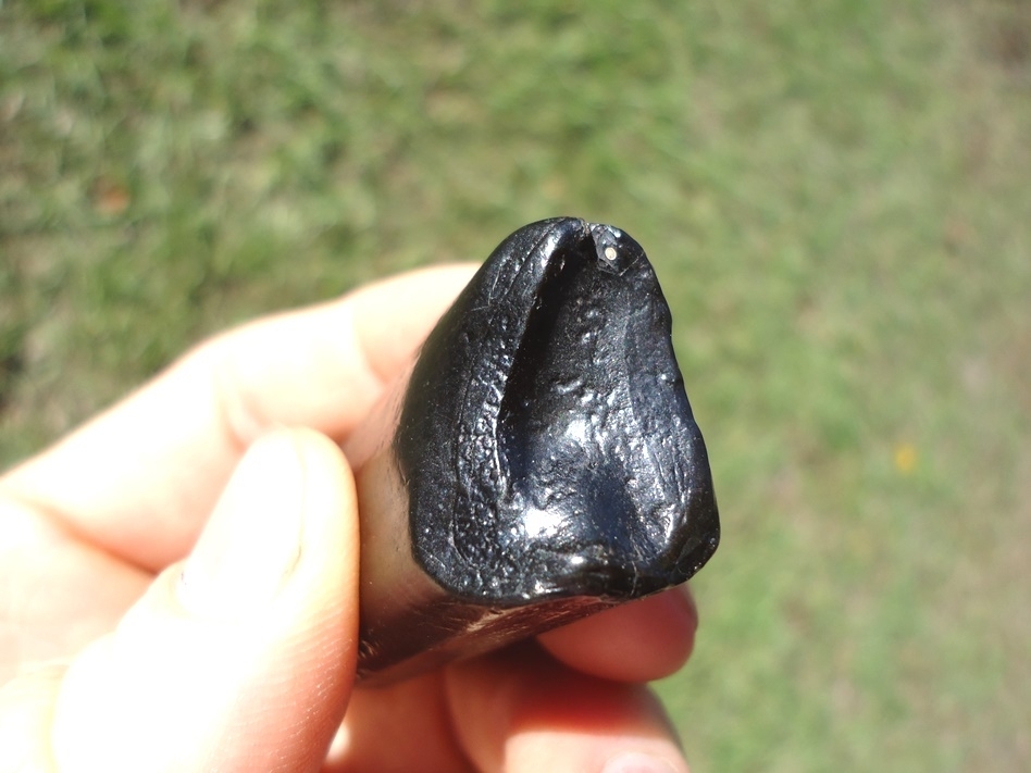 Large image 2 Top Quality Ultra Glossy Sloth Tooth
