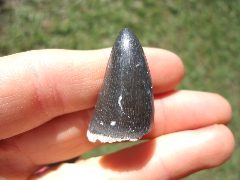 Large image 1 Choice Crocodile Tooth from Bone Valley