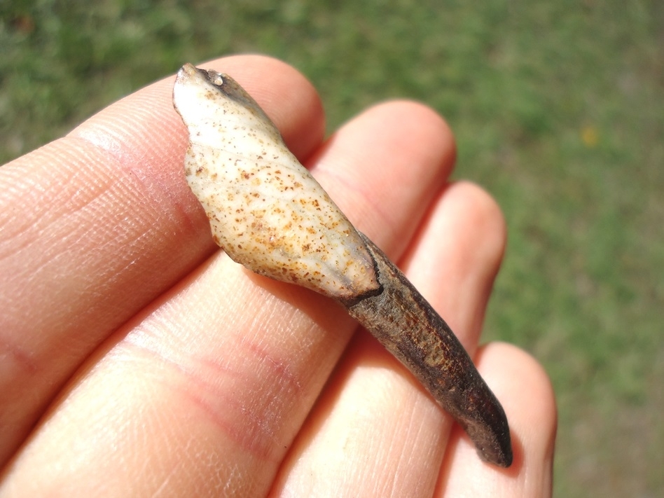 Large image 1 Top Quality Camel Incisor with Speckled Enamel