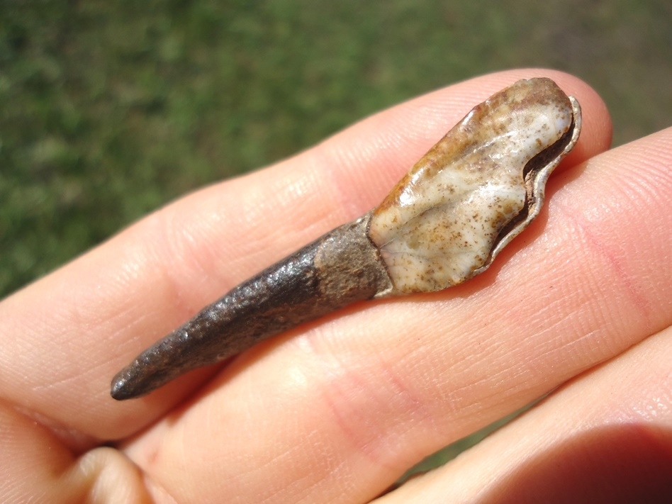 Large image 2 Top Quality Camel Incisor with Speckled Enamel