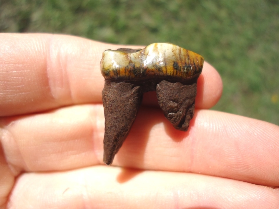 Large image 1 Colorful Rooted Tapir Premolar Tooth