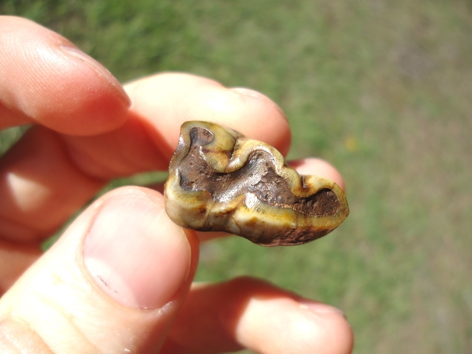 Large image 2 Colorful Rooted Tapir Premolar Tooth