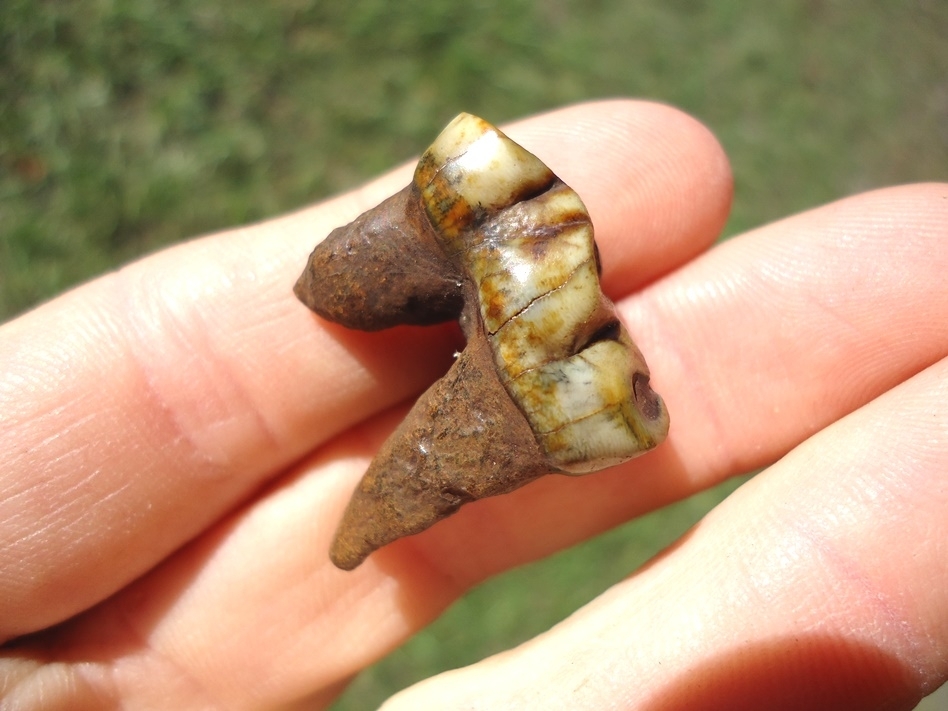Large image 3 Colorful Rooted Tapir Premolar Tooth