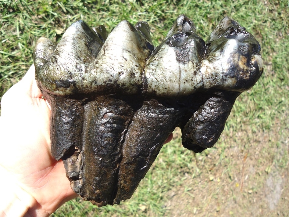 Large image 1 Top Quality Rooted Five Hump Mastodon Tooth