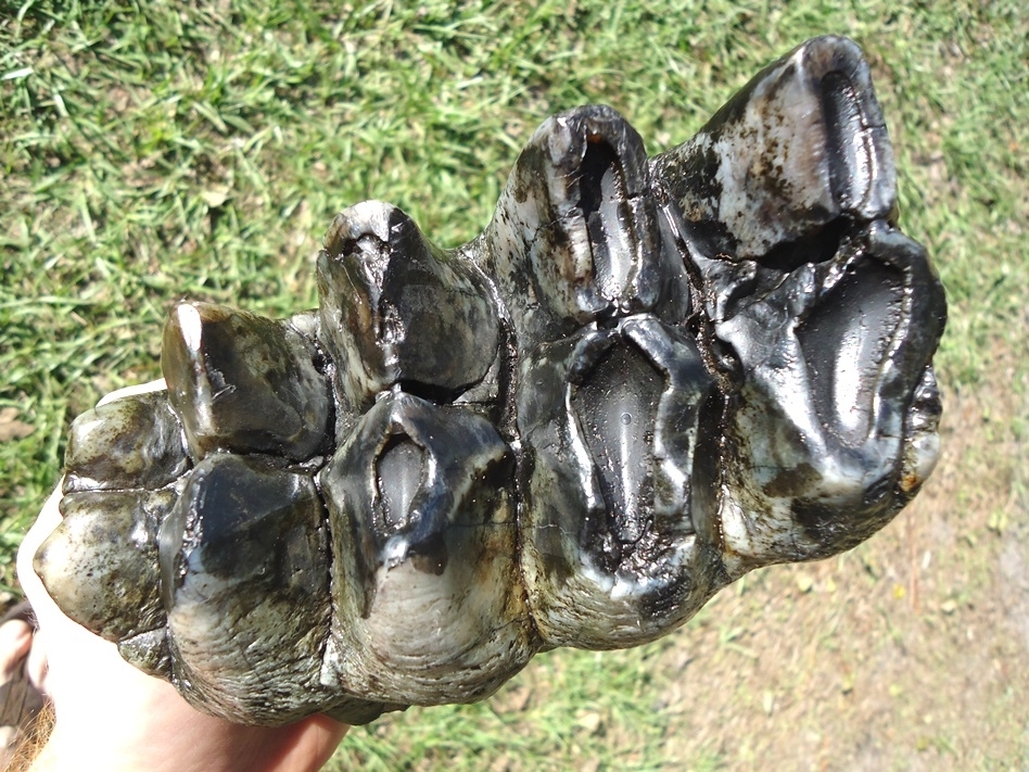 Large image 2 Top Quality Rooted Five Hump Mastodon Tooth