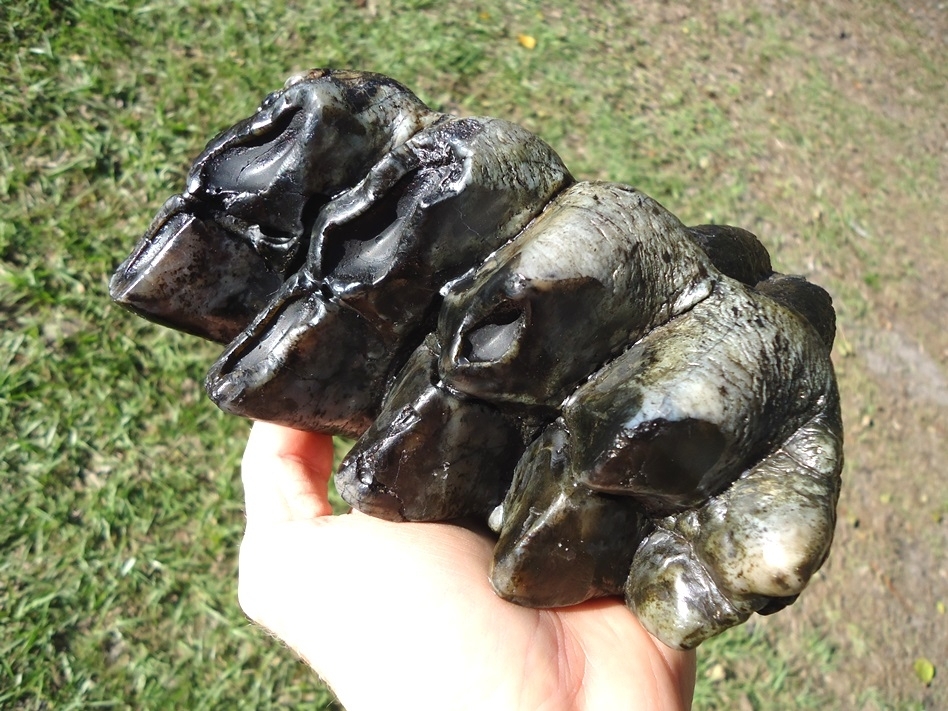 Large image 3 Top Quality Rooted Five Hump Mastodon Tooth