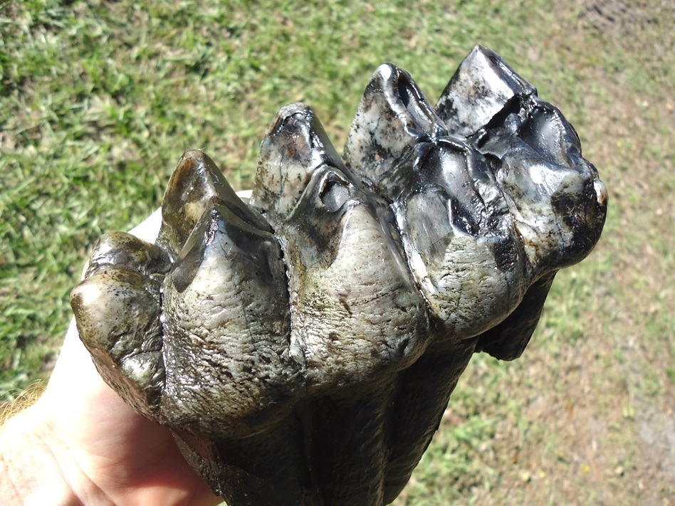 Large image 4 Top Quality Rooted Five Hump Mastodon Tooth