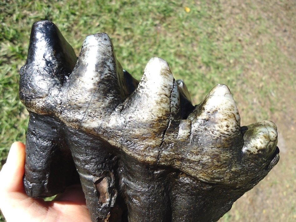Large image 5 Top Quality Rooted Five Hump Mastodon Tooth