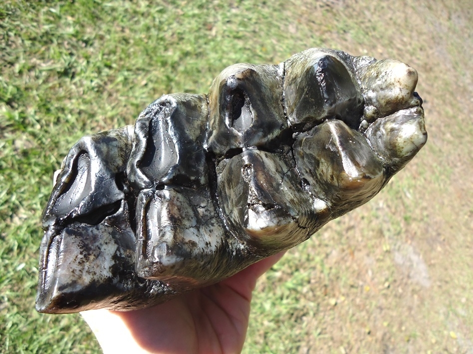 Large image 6 Top Quality Rooted Five Hump Mastodon Tooth
