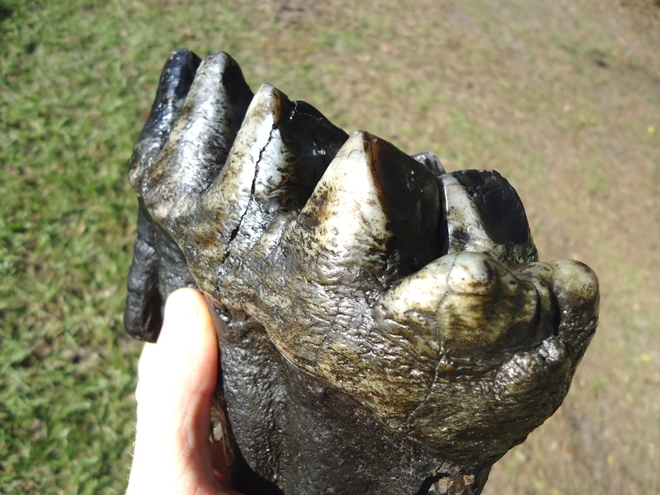 Large image 7 Top Quality Rooted Five Hump Mastodon Tooth