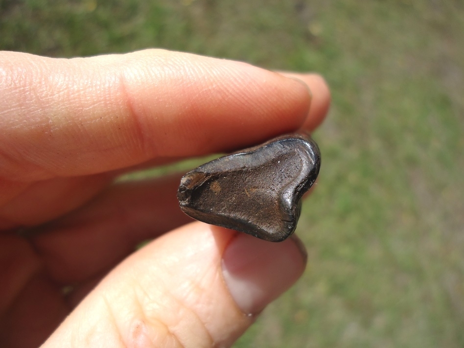 Large image 3 Detailed Paramylodon Sloth Molar