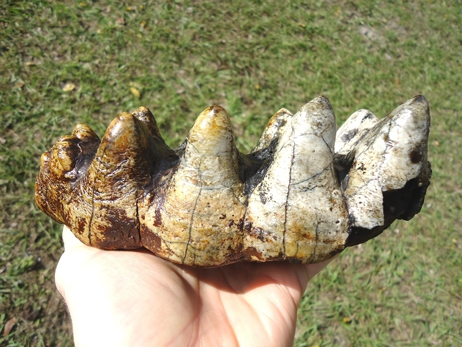 Large image 1 Super Colorful Five Hump Mastodon Tooth