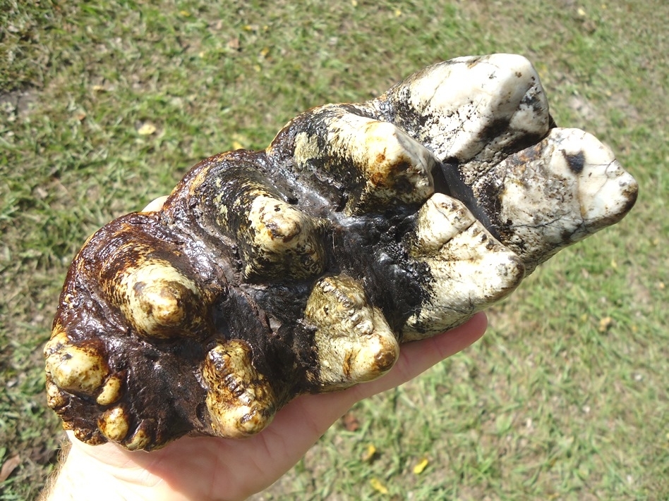 Large image 2 Super Colorful Five Hump Mastodon Tooth