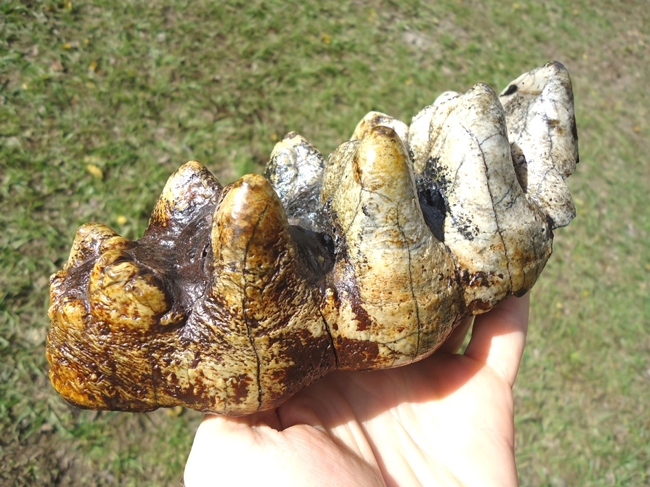 Large image 5 Super Colorful Five Hump Mastodon Tooth