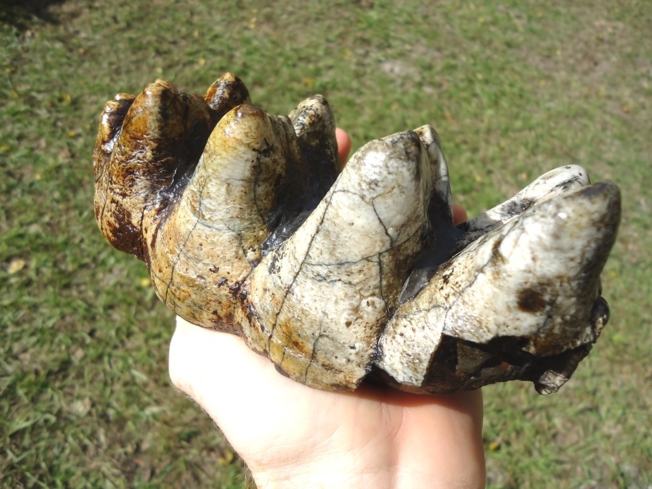 Large image 6 Super Colorful Five Hump Mastodon Tooth