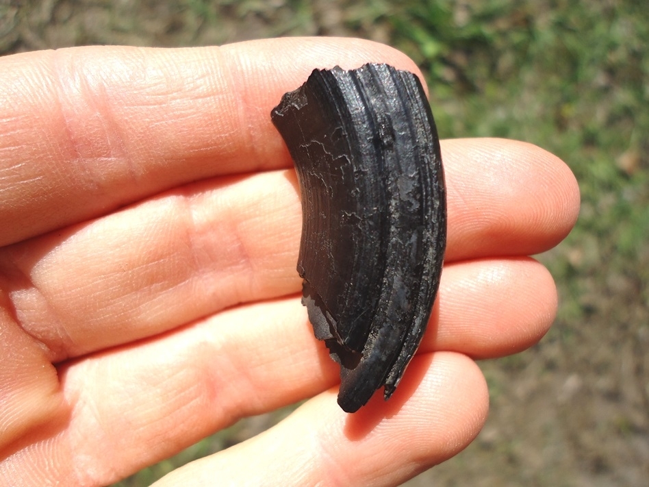 Large image 1 Quality Giant Beaver Molar