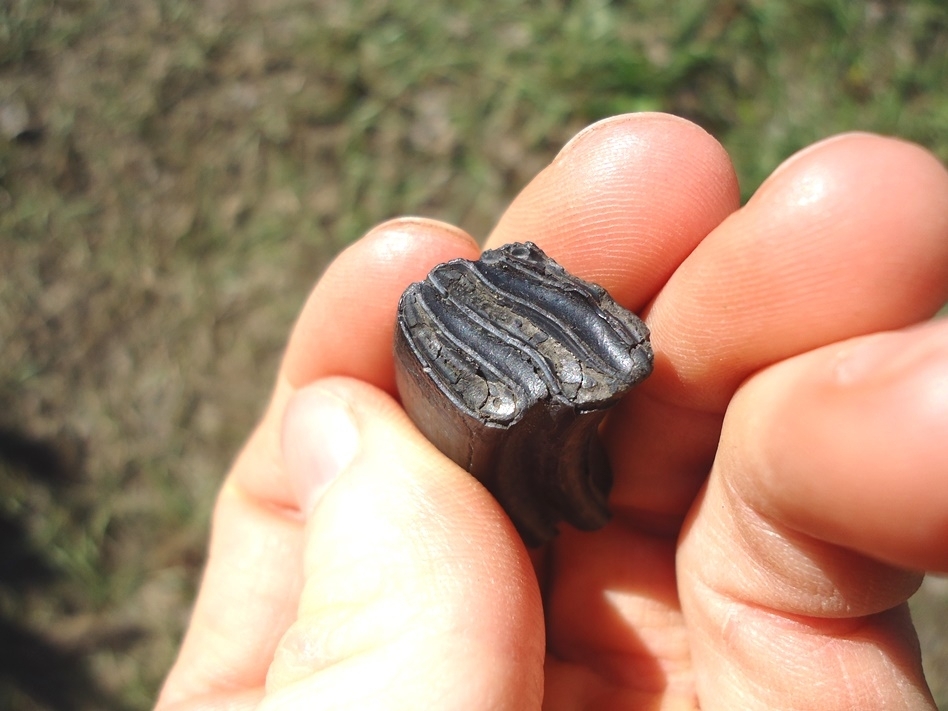 Large image 2 Quality Giant Beaver Molar