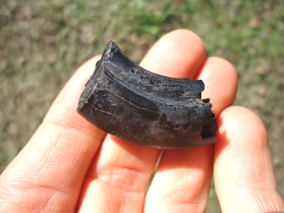 Large image 3 Quality Giant Beaver Molar