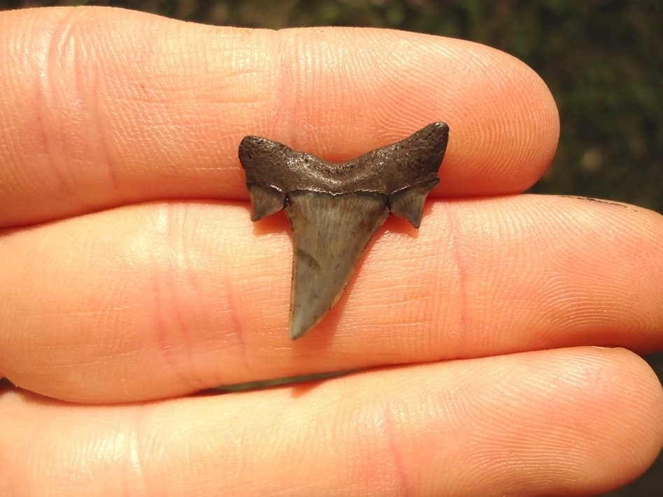 Large image 1 Rare Eocene Mackerel Shark Tooth