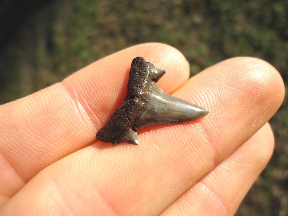 Large image 2 Rare Eocene Mackerel Shark Tooth