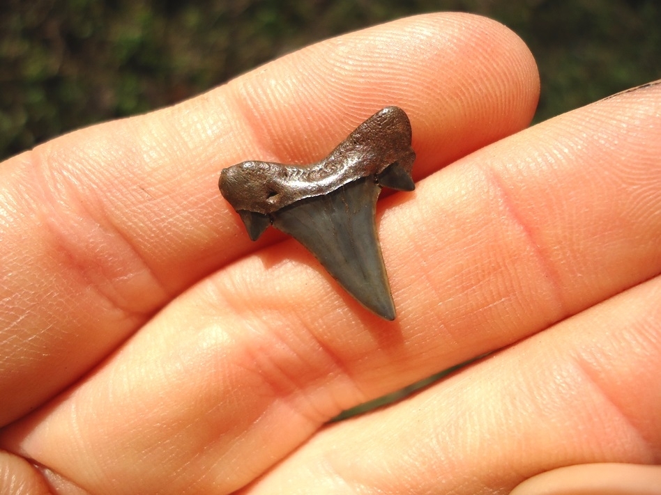 Large image 1 Excellent Eocene Mackerel Shark Tooth