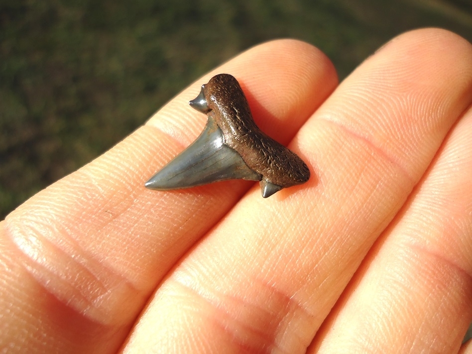 Large image 2 Excellent Eocene Mackerel Shark Tooth