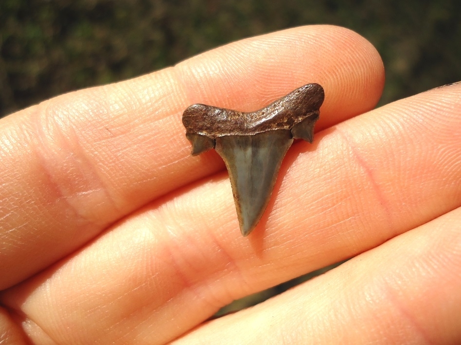 Large image 1 Rare Eocene Mackerel Shark Tooth