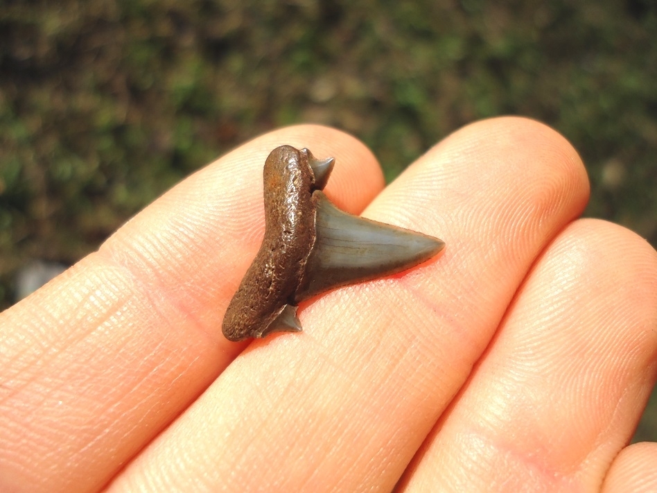 Large image 2 Rare Eocene Mackerel Shark Tooth