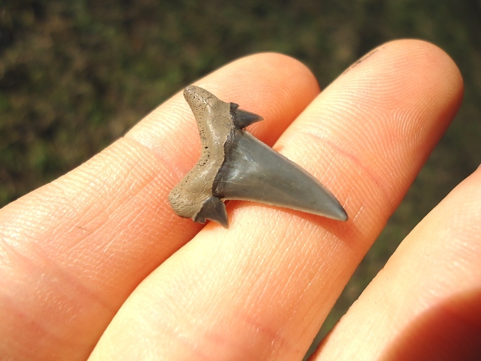 Large image 1 Excellent Eocene Mackerel Shark Tooth