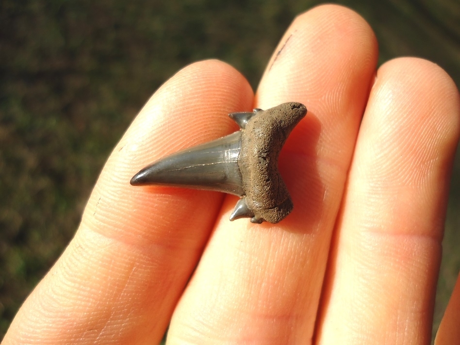 Large image 2 Excellent Eocene Mackerel Shark Tooth