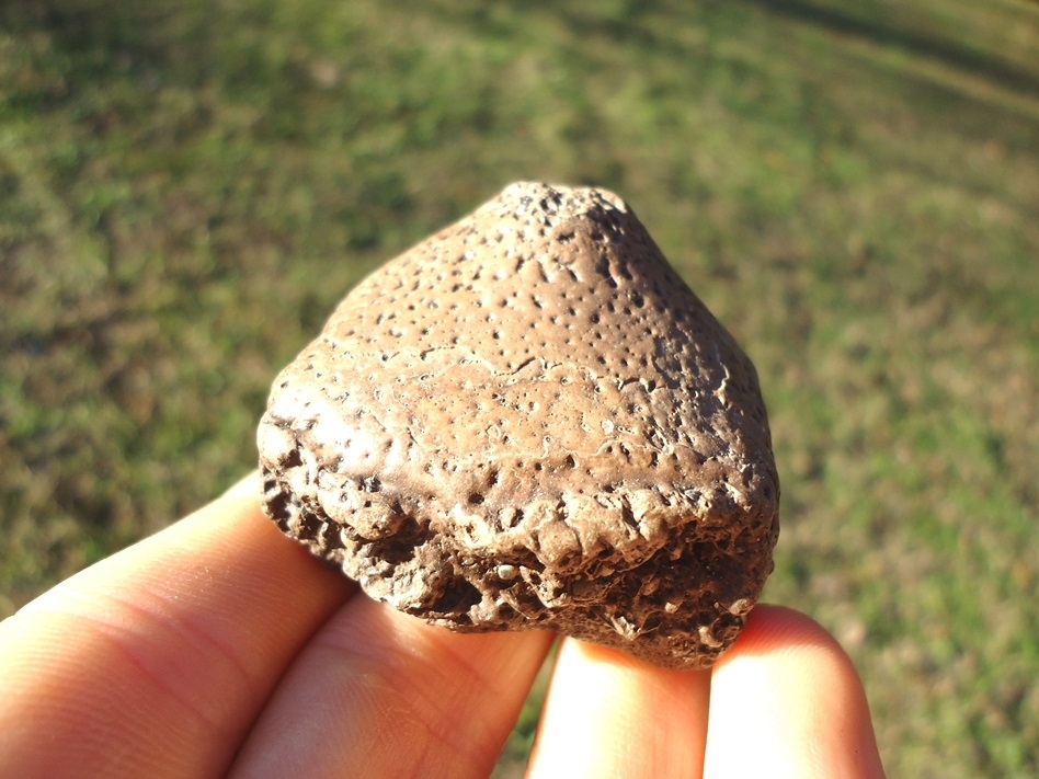 Large image 3 Choice Glyptodon Spike Scute