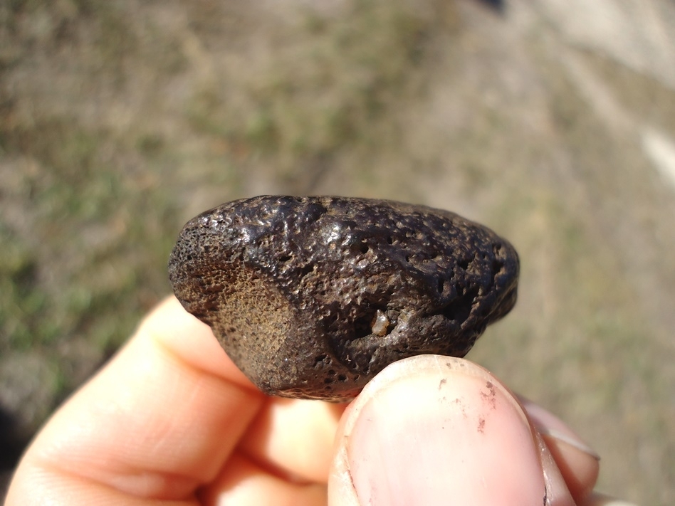 Large image 4 Uncommon Giant Tortoise Claw Core