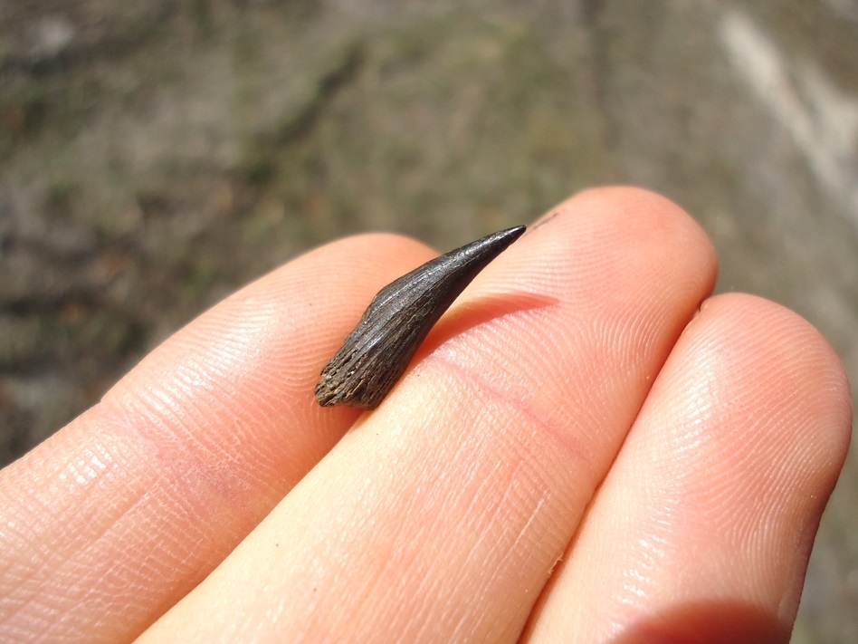 Large image 2 Rare Alligator Gar Tooth