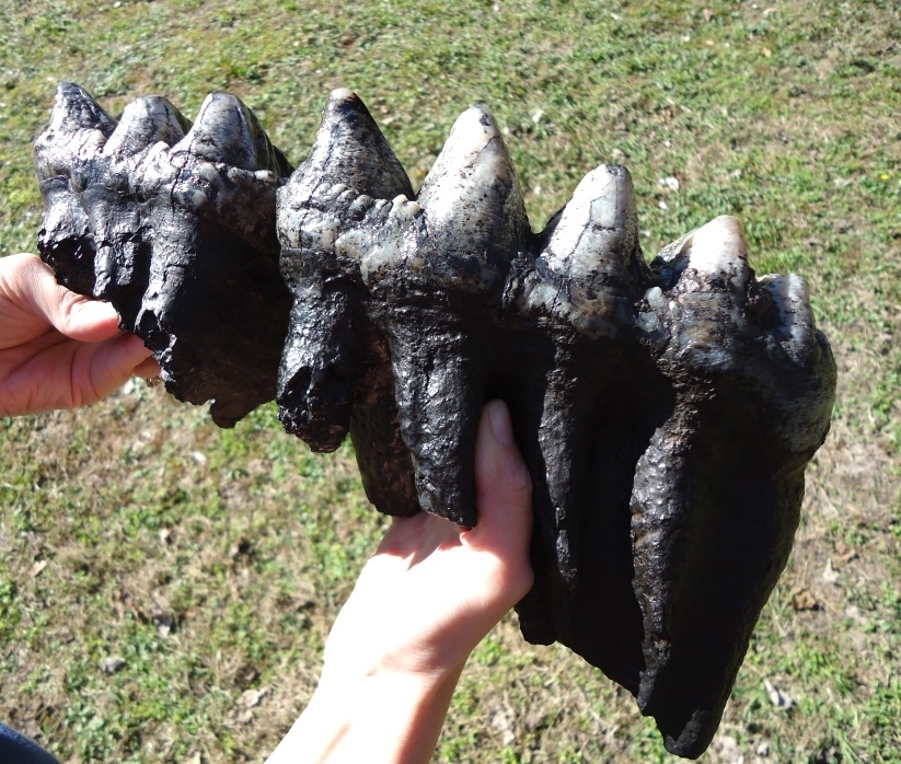 Large image 2 Magnum Associated Mastodon Tooth Pair