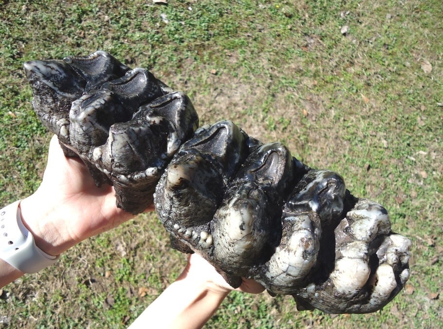 Large image 3 Magnum Associated Mastodon Tooth Pair