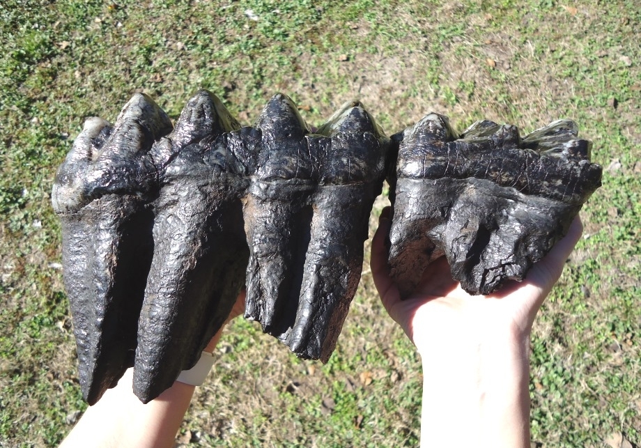 Large image 4 Magnum Associated Mastodon Tooth Pair