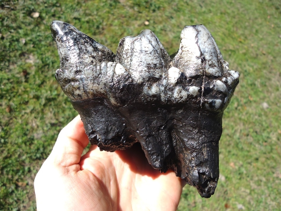 Large image 10 Magnum Associated Mastodon Tooth Pair