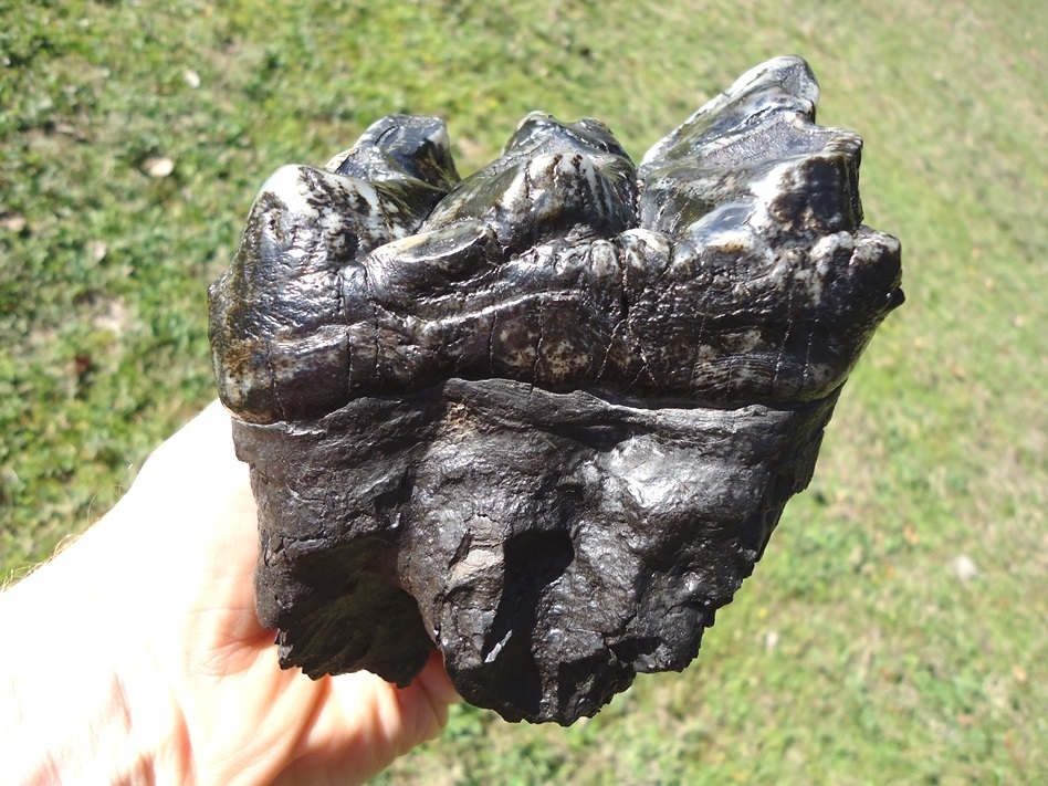 Large image 11 Magnum Associated Mastodon Tooth Pair