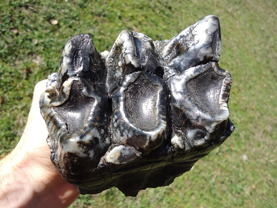 Large image 12 Magnum Associated Mastodon Tooth Pair