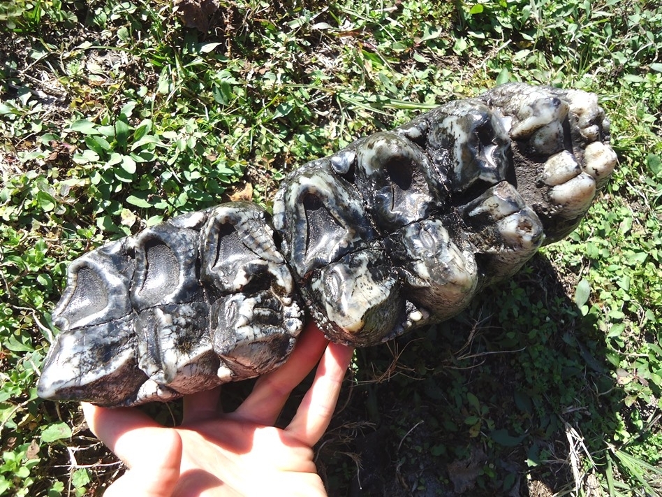 Large image 13 Magnum Associated Mastodon Tooth Pair