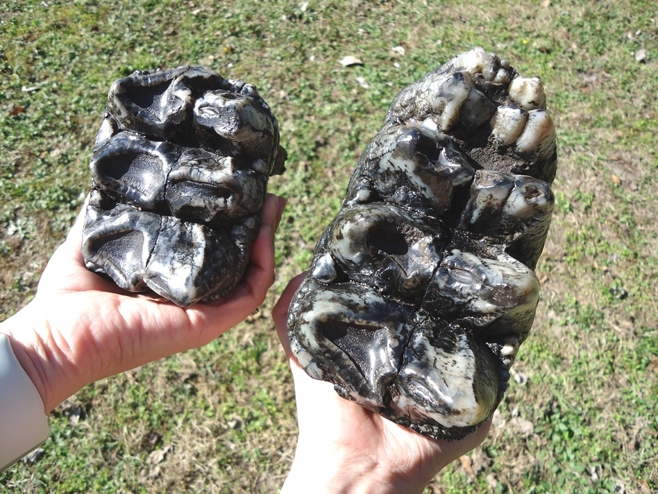 Large image 5 Magnum Associated Mastodon Tooth Pair