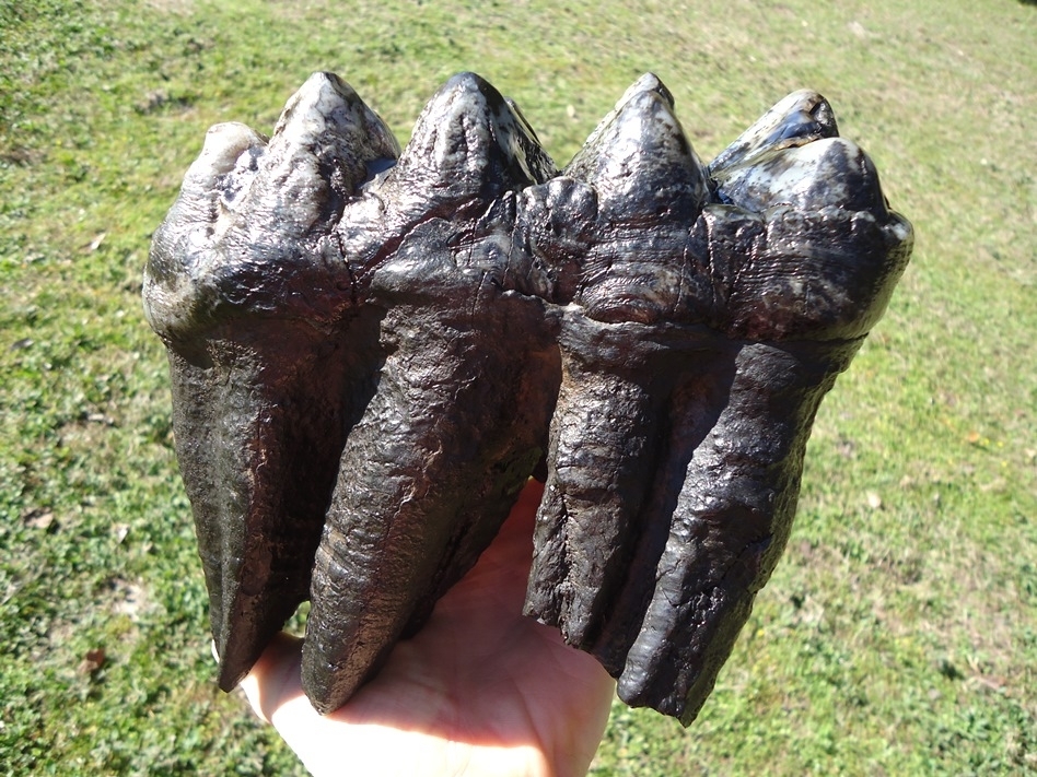 Large image 6 Magnum Associated Mastodon Tooth Pair