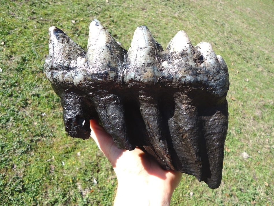 Large image 7 Magnum Associated Mastodon Tooth Pair