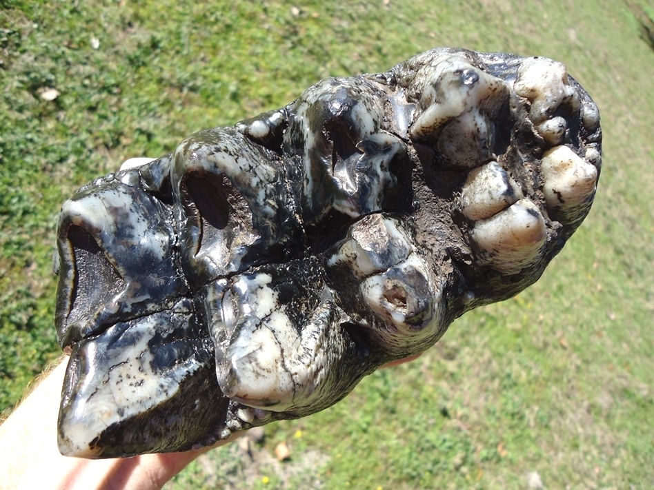 Large image 8 Magnum Associated Mastodon Tooth Pair