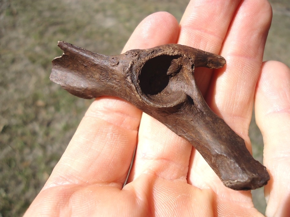 Large image 2 Unusual Beaver Pelvis