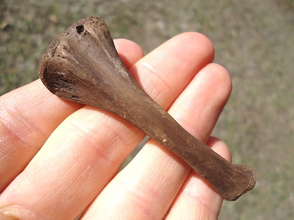 Large image 1 Uncommon Soft-Shelled Turtle Tibia